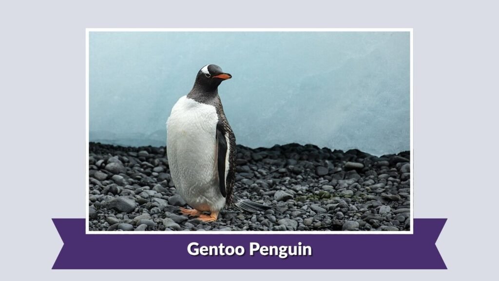  Gentoo Penguin