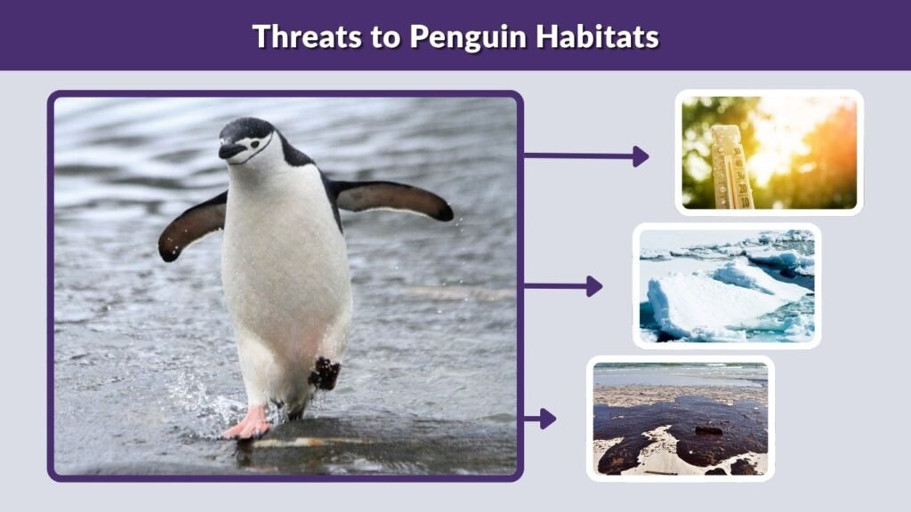 Threats to Penguin Habitats