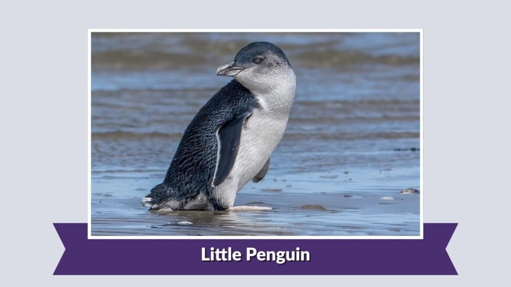 Little Penguin