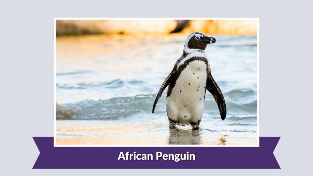  African Penguin