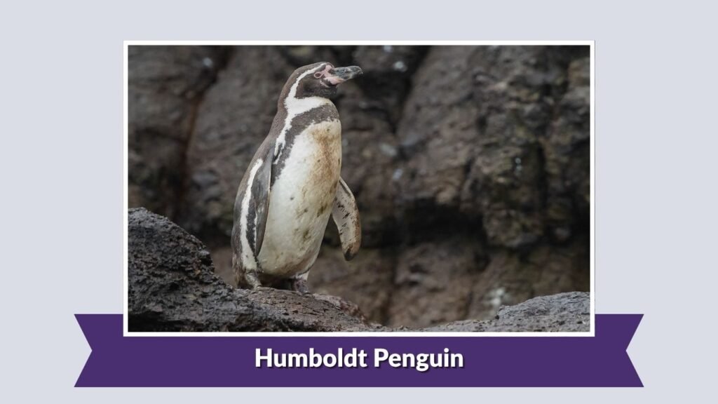 Humboldt Penguin