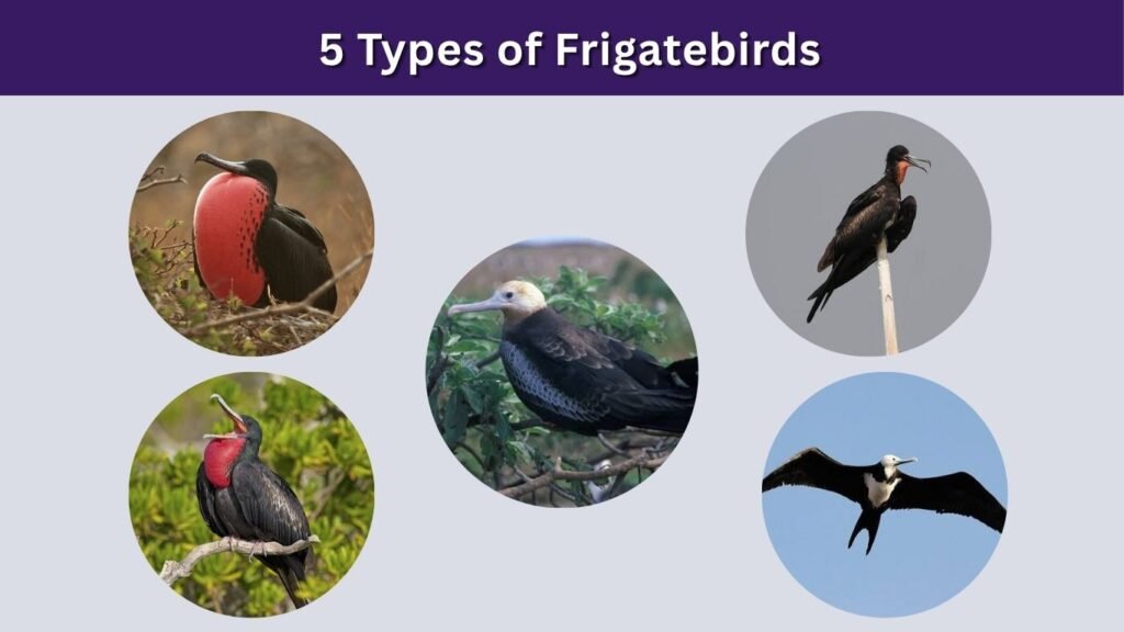 5 Types of Frigatebirds