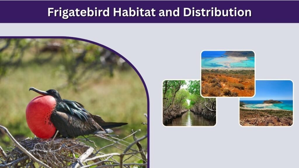 Frigatebird Habitat and Distribution