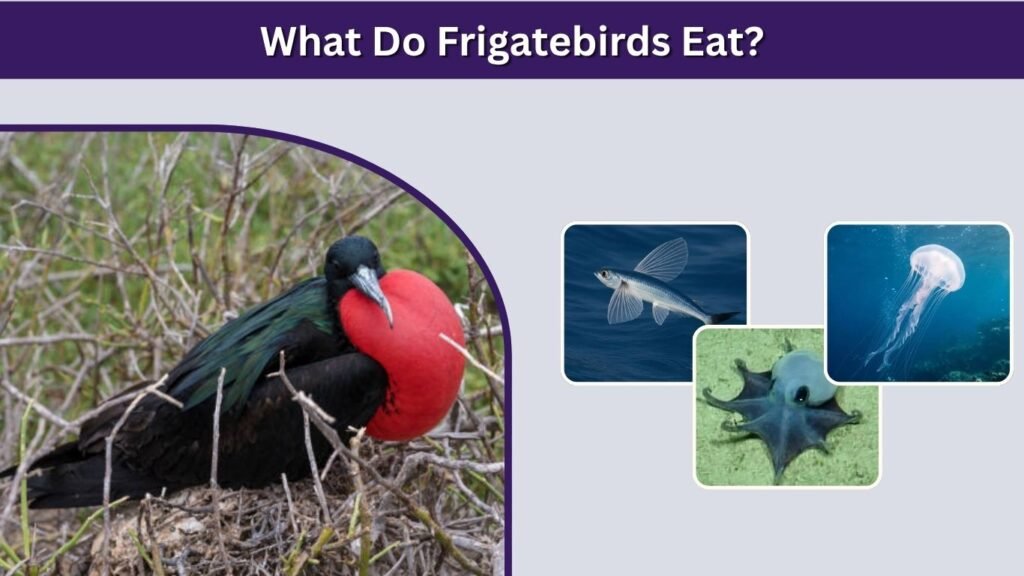 What Do Frigatebirds Eat?