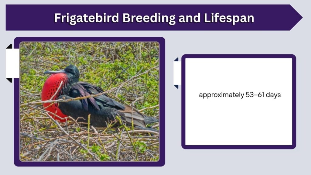 Frigatebird Breeding and Lifespan
