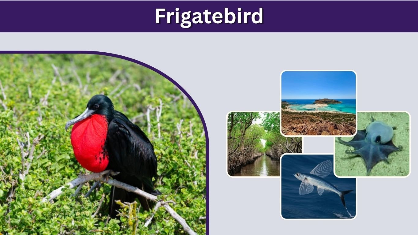 Frigatebird: Types, Size, Habitat, Diet, and Facts