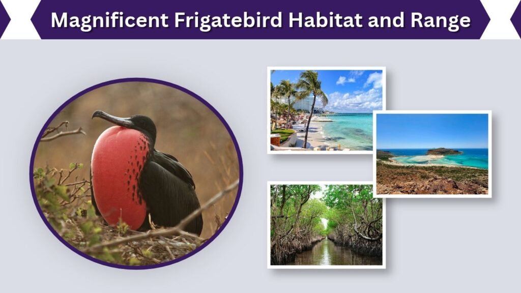 Magnificent Frigatebird Habitat and Range