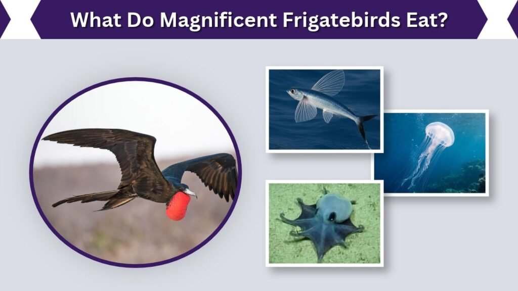 What Do Magnificent Frigatebirds Eat?