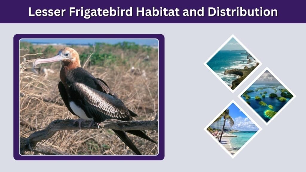 Lesser Frigatebird Habitat and Distribution
