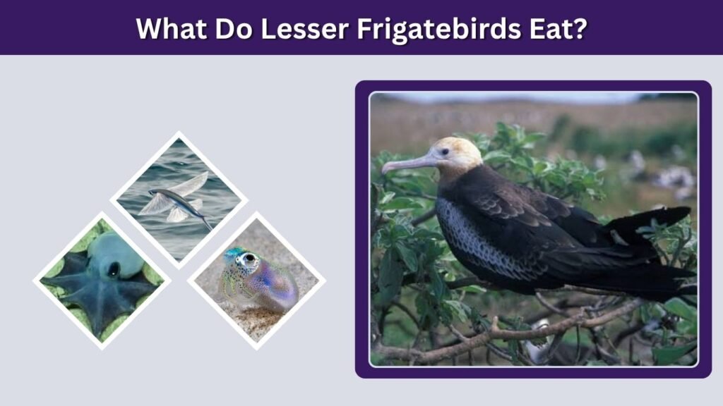 What Do Lesser Frigatebirds Eat?