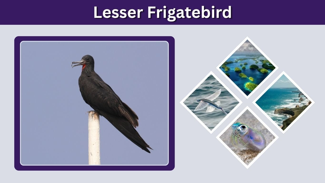 Lesser Frigatebird: Size, Habitat, Diet, and Facts