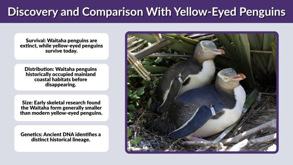 Discovery and Comparison With Yellow-Eyed Penguins