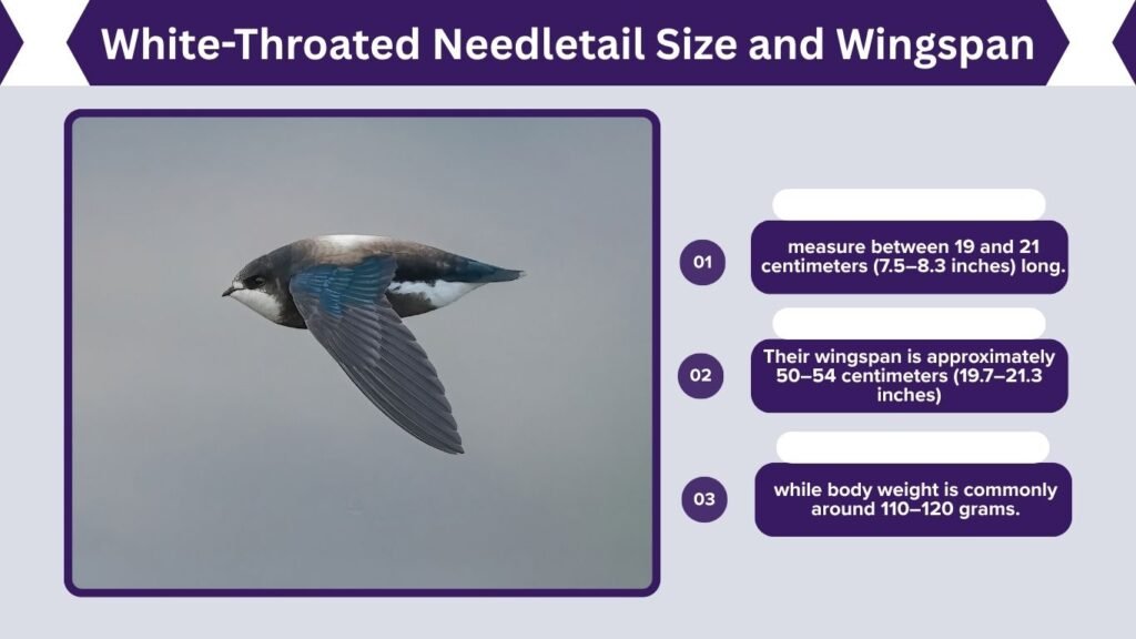 White-Throated Needletail Size and Wingspan