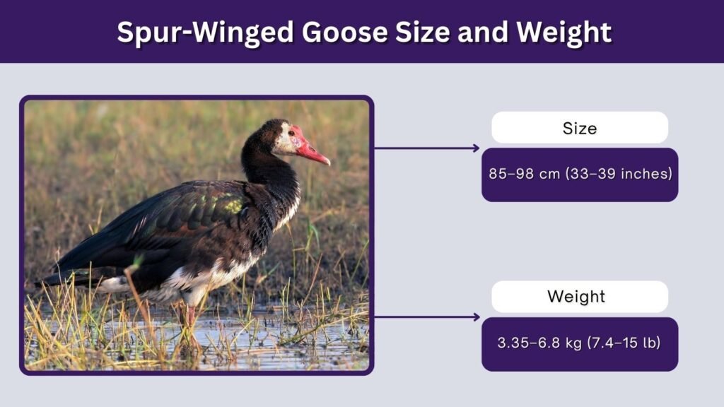 Spur-Winged Goose Size and Weight
