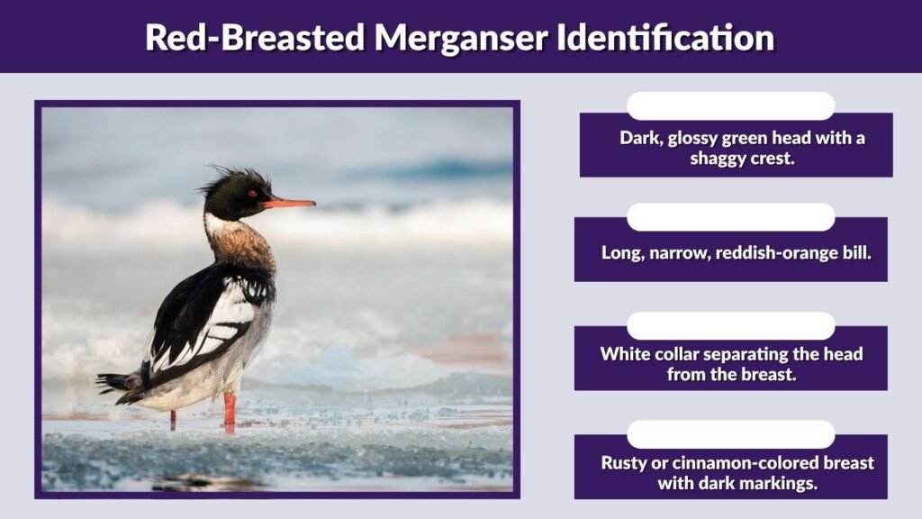 Red-Breasted Merganser Identification