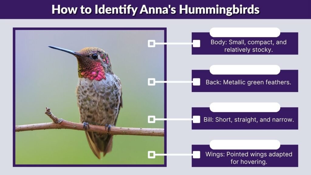 How to Identify Anna's Hummingbirds