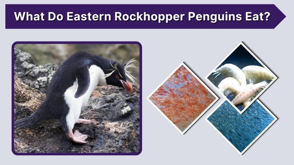 What Do Eastern Rockhopper Penguins Eat?