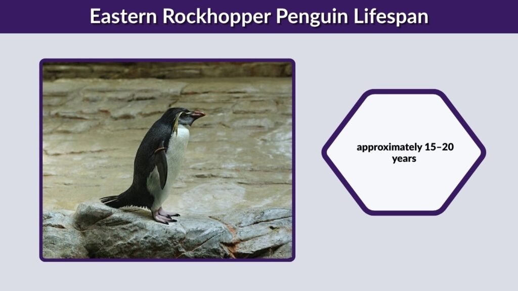 Eastern Rockhopper Penguin Lifespan