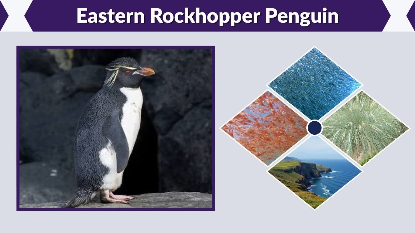 Eastern Rockhopper Penguin: Facts, Habitat & Diet