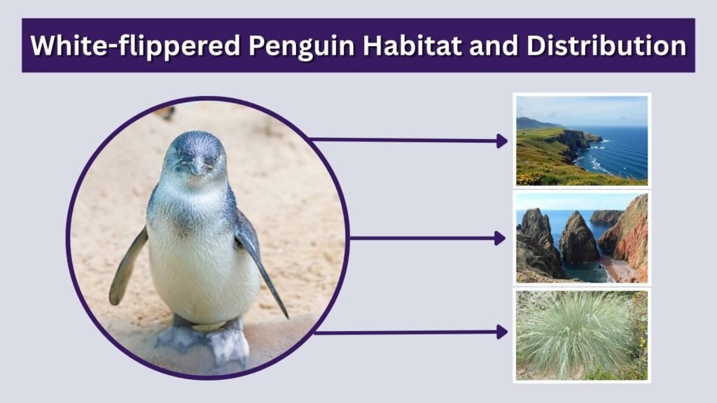 White-flippered Penguin Habitat and Distribution