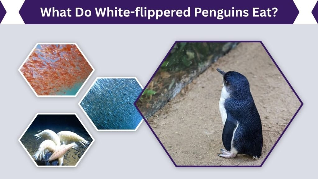 What Do White-flippered Penguins Eat?