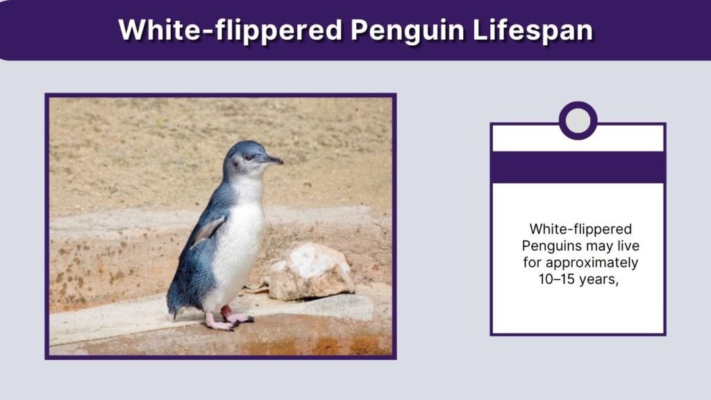White-flippered Penguin Lifespan