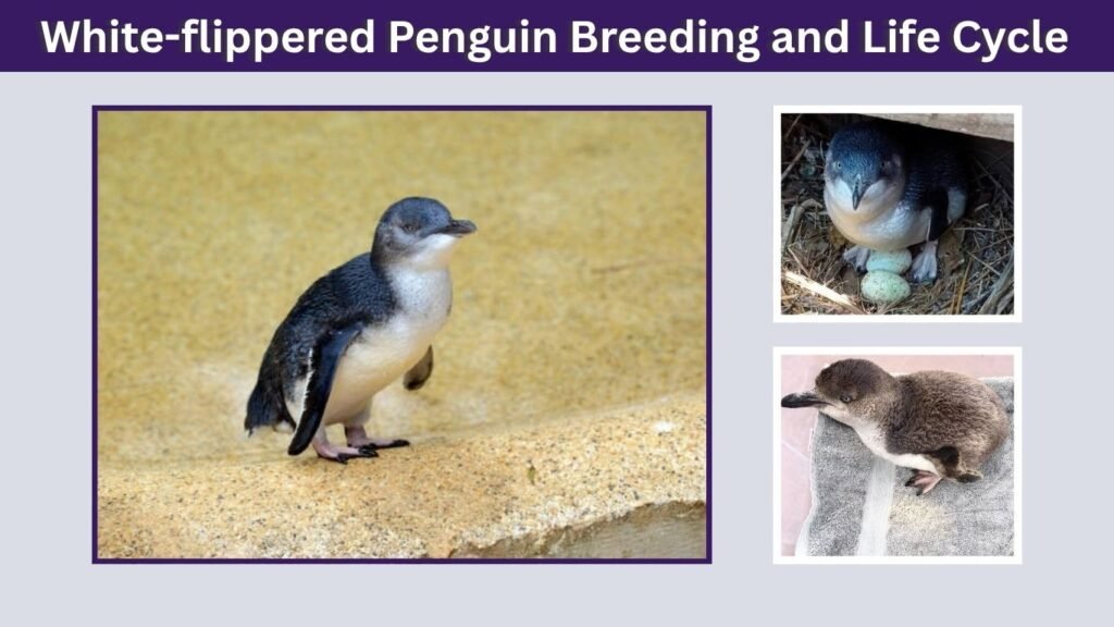 White-flippered Penguin Breeding and Life Cycle