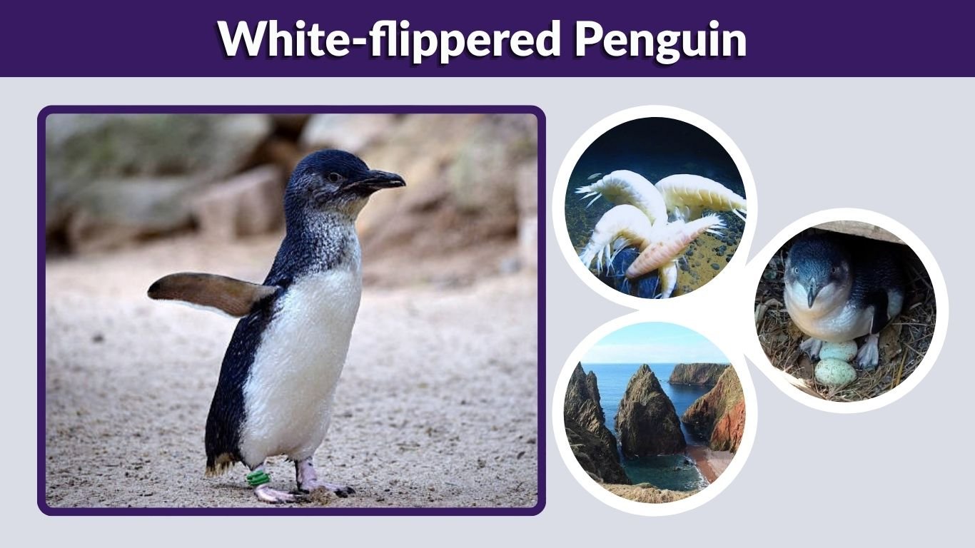 White-flippered Penguin: Size, Diet & Lifespan