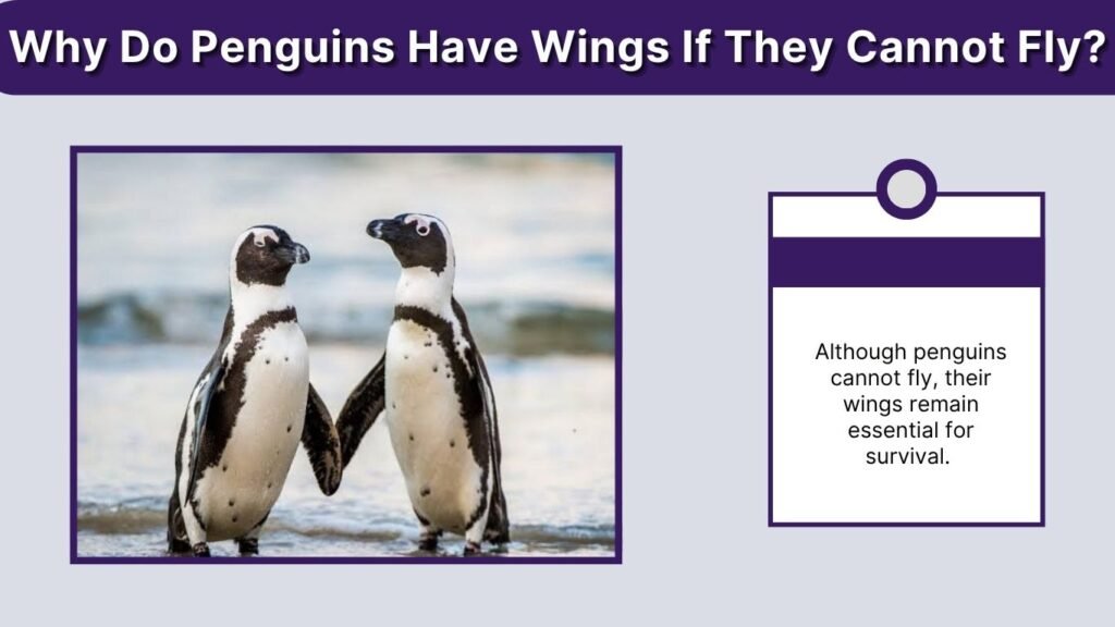 Why Do Penguins Have Wings If They Cannot Fly?
