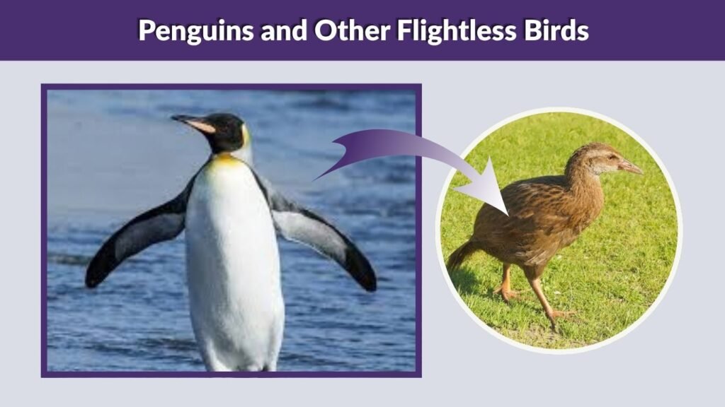 Penguins and Other Flightless Birds