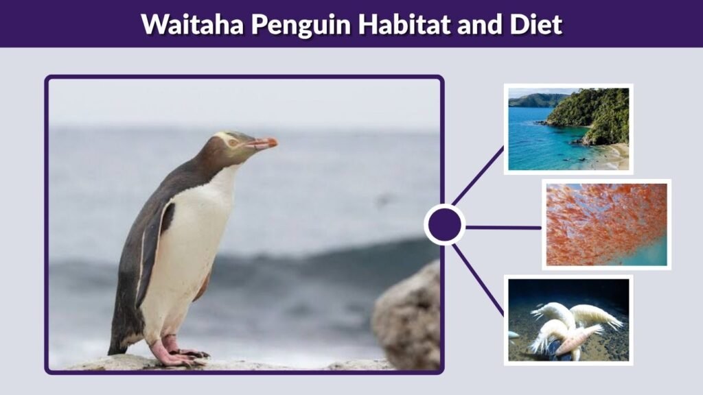 Waitaha Penguin Habitat and Diet