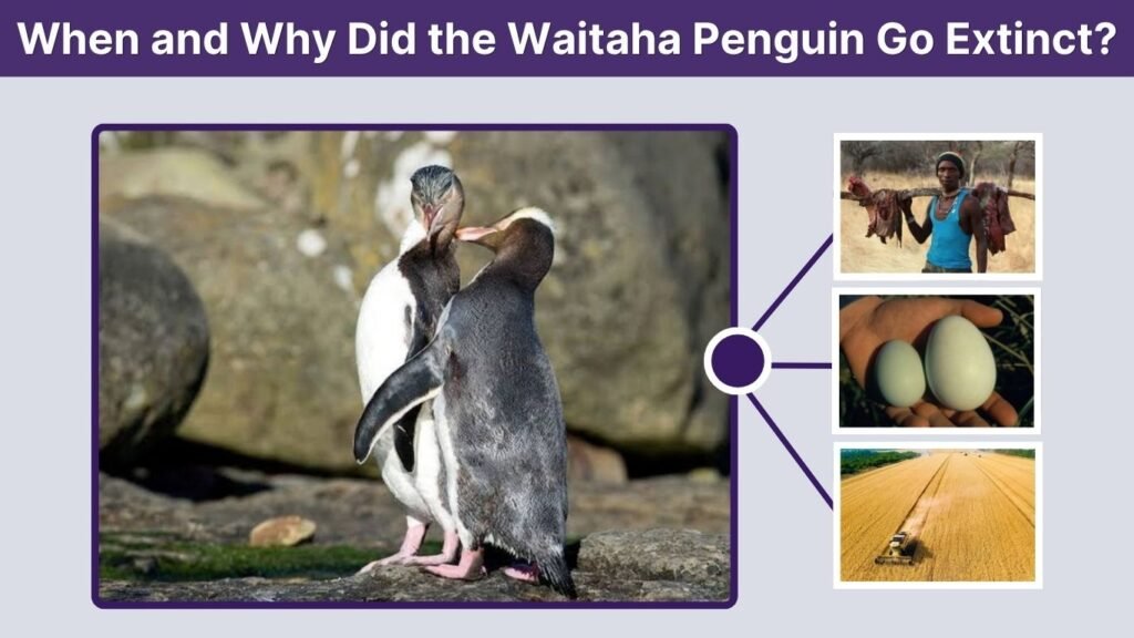 When and Why Did the Waitaha Penguin Go Extinct?