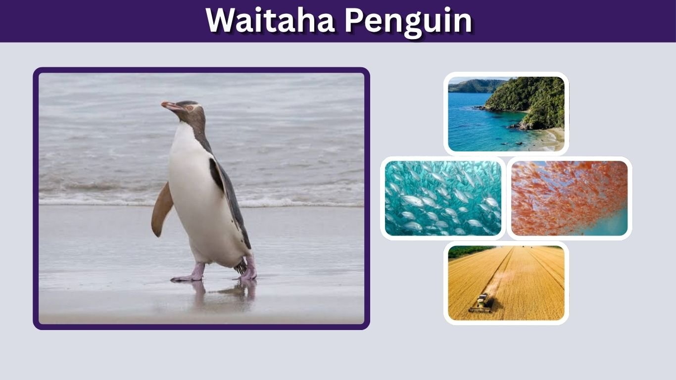 Waitaha Penguin: Extinction, Habitat, Size & Facts