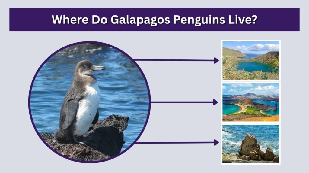Where Do Galapagos Penguins Live?