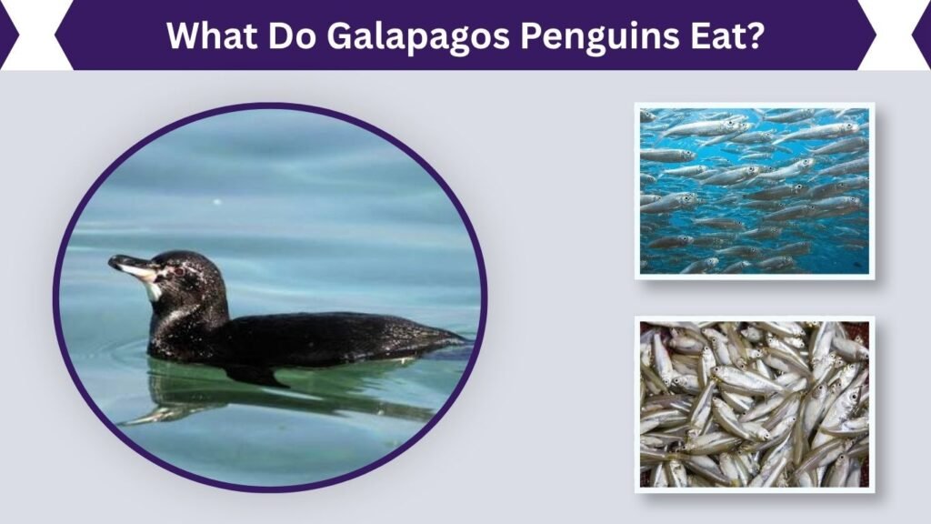 What Do Galapagos Penguins Eat?