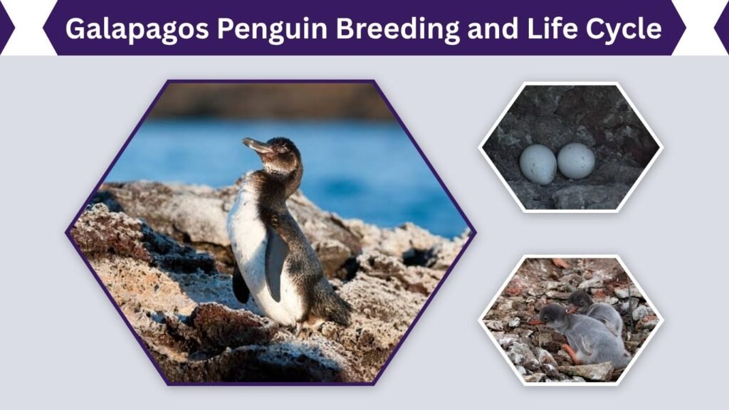 Galapagos Penguin Breeding and Life Cycle
