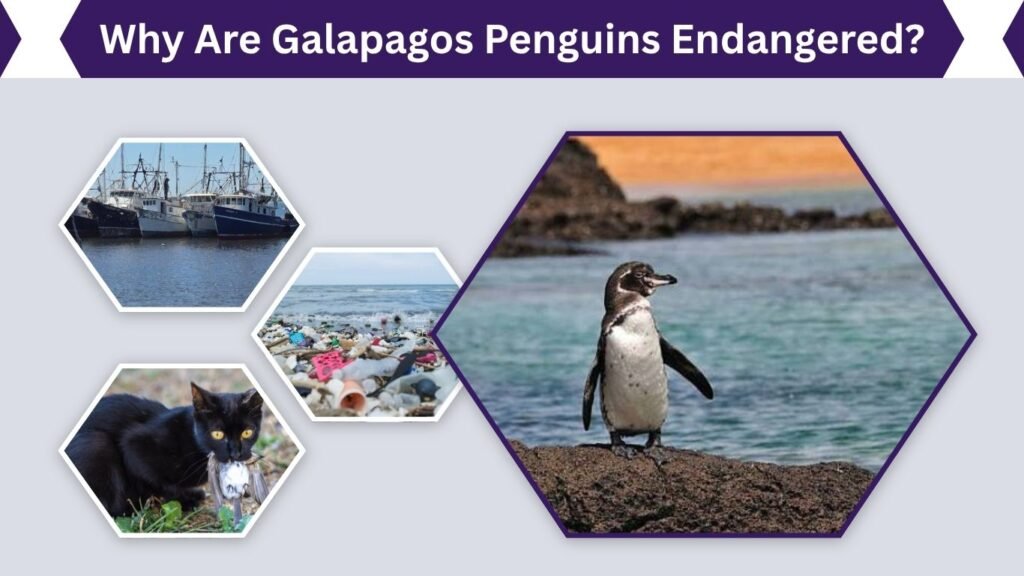 Why Are Galapagos Penguins Endangered?