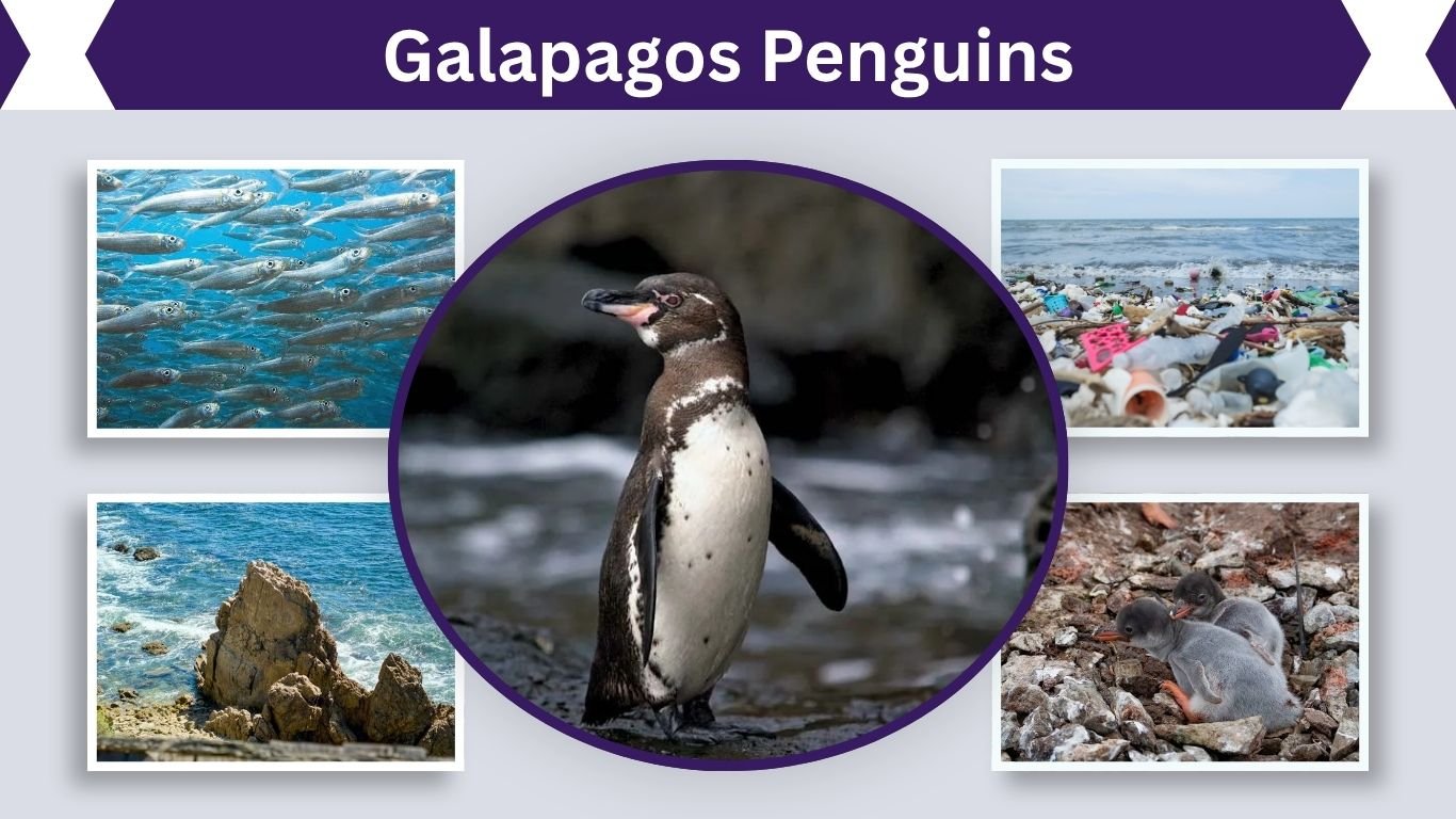 Galapagos Penguins: Habitat, Diet & Endangered Facts