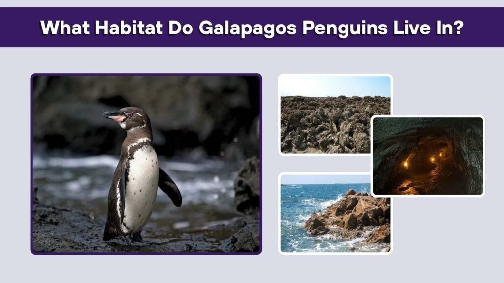 What Habitat Do Galapagos Penguins Live In?
