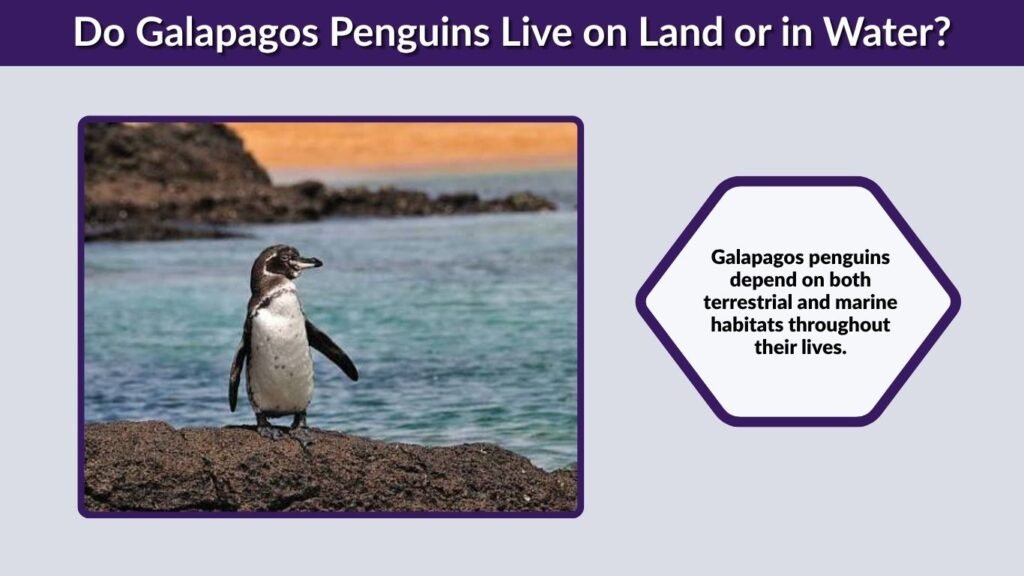Do Galapagos Penguins Live on Land or in Water?