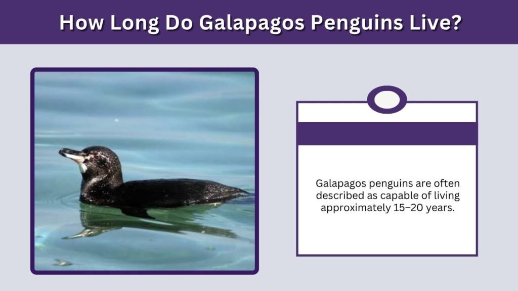 How Long Do Galapagos Penguins Live?