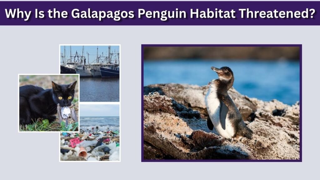 Why Is the Galapagos Penguin Habitat Threatened?