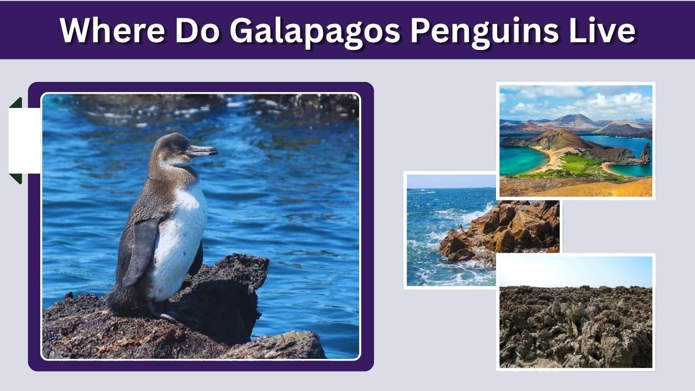 Where Do Galapagos Penguins Live? Habitat & Range