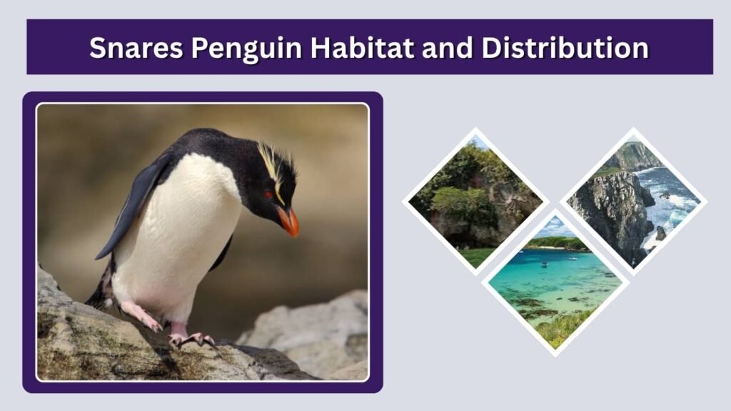 Snares Penguin Habitat and Distribution