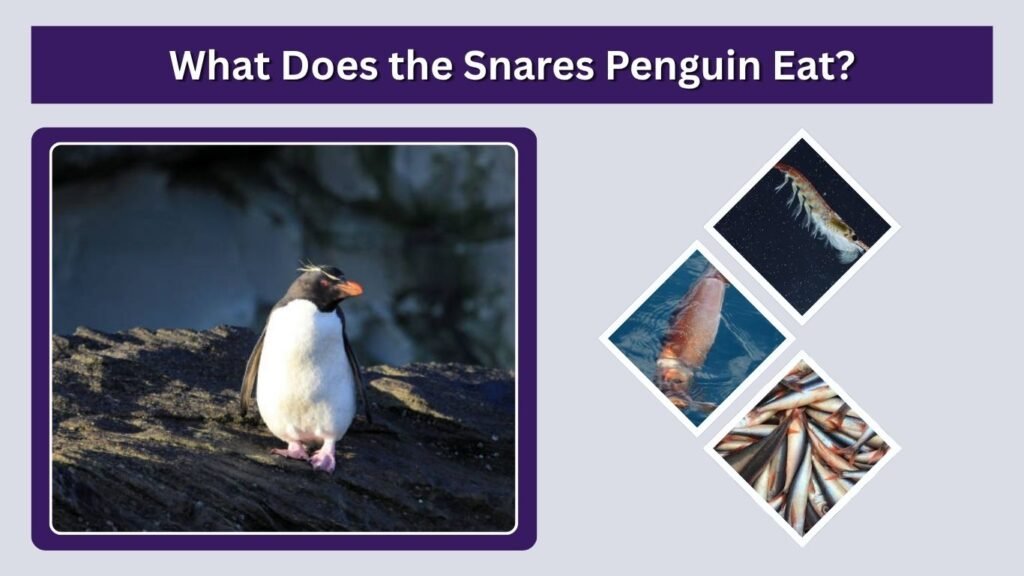 What Does the Snares Penguin Eat?