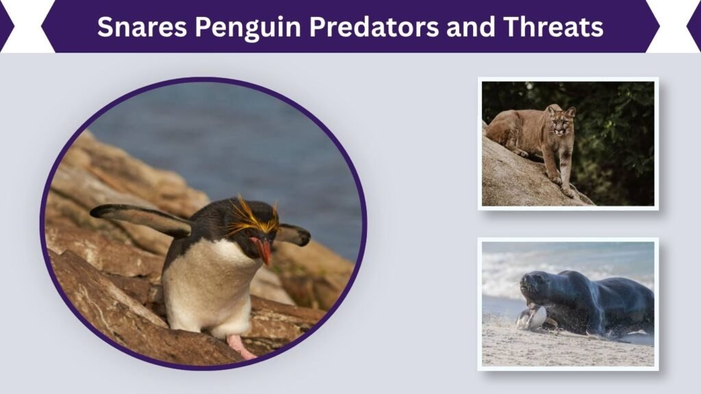 Snares Penguin Predators and Threats