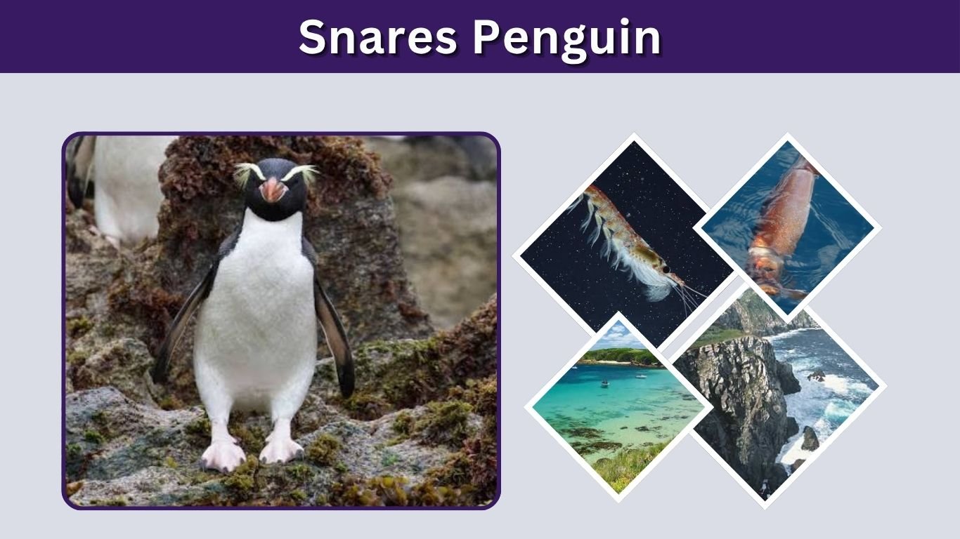 Snares Penguin: Size, Habitat, Diet, Lifespan & Facts
