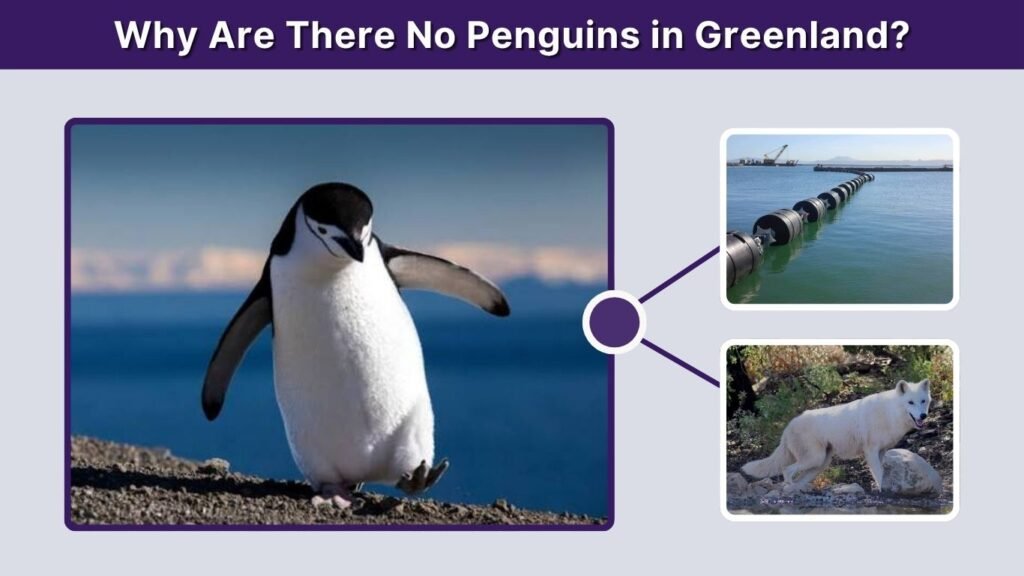 Why Are There No Penguins in Greenland?