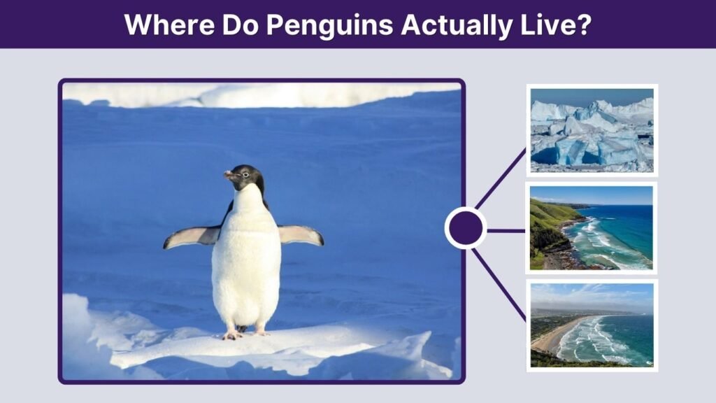 Where Do Penguins Actually Live?