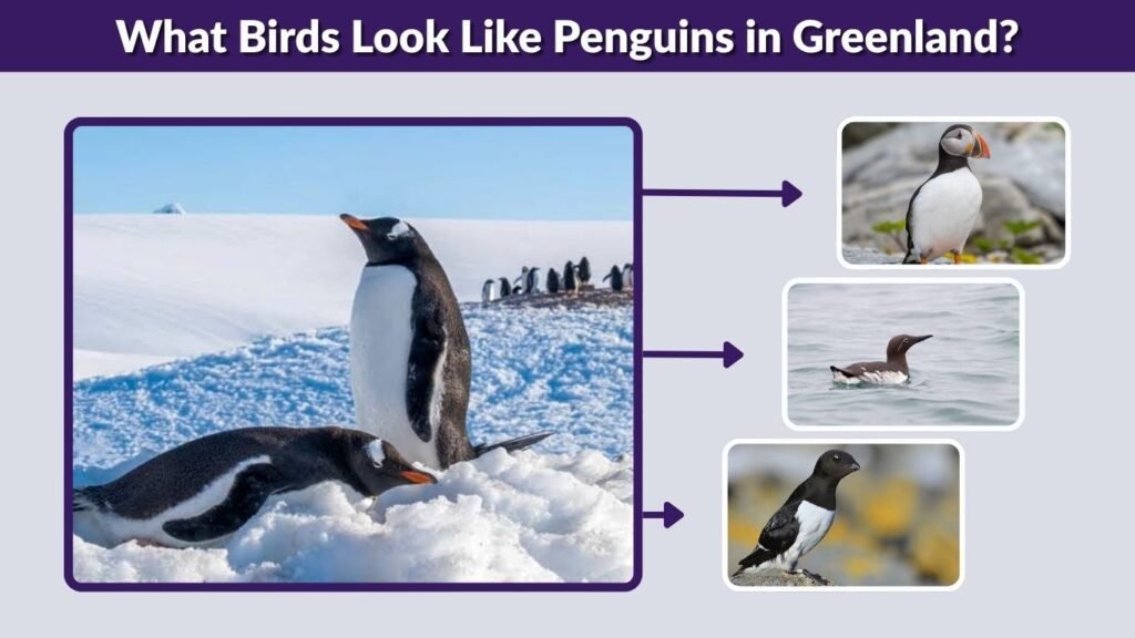 What Birds Look Like Penguins in Greenland?